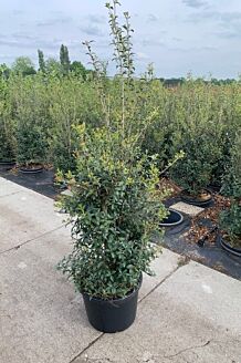 Duftblute Topf 125-150 cm Topf