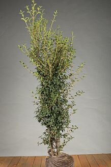 Duftblute Wurzelballen 150-175 cm Wurzelballen