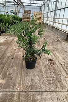 Duftblute Topf 80-100 cm Topf