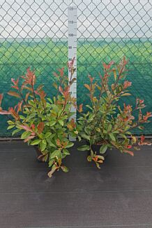Glanzmispel Topf 60-80 cm Topf