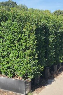 Portugiesischer Kirschlorbeer Fertighecke 150+ cm Fertighecke