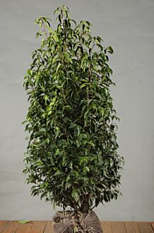 Portugiesischer Kirschlorbeer (Prunus lusitanica Angustifolia) kaufen