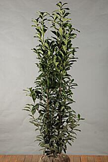 SäulenKirschlorbeer Genolia kaufen Prunus Laurocerasus