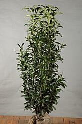 SäulenKirschlorbeer Genolia kaufen Prunus Laurocerasus