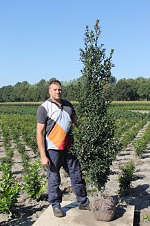 Stechplame Ilex Stechplame Ilex