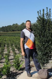 Stechplame Ilex Stechplame Ilex