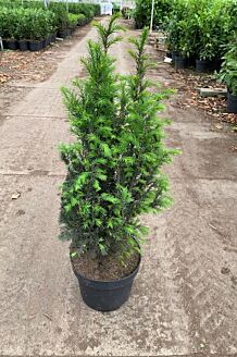 Europäische Eibe Topf 60-80 cm Topf