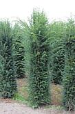 Europäische Eibe (Taxus Baccata) Hecke kaufen HeckenpflanzenTotal