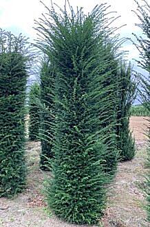 Europäische Eibe (Taxus Baccata) Hecke kaufen HeckenpflanzenTotal