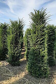Europäische Eibe (Taxus Baccata) Hecke kaufen HeckenpflanzenTotal