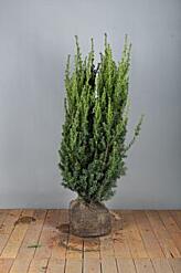 Europäische Eibe (Taxus Baccata) Hecke kaufen HeckenpflanzenTotal
