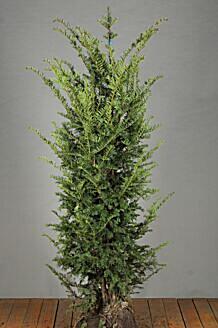 Europäische Eibe (Taxus Baccata) Hecke kaufen HeckenpflanzenTotal