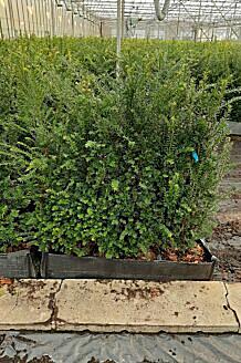 Europäische Eibe (Taxus Baccata) Hecke kaufen HeckenpflanzenTotal