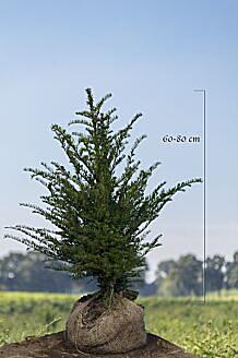 Europäische Eibe (Taxus Baccata) Hecke kaufen HeckenpflanzenTotal