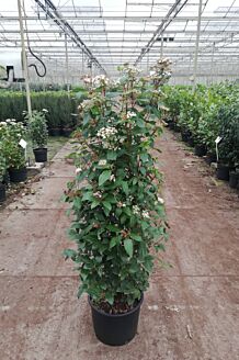 Lorbeerschneeball Topf 100-125 cm Topf