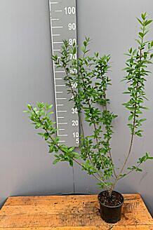Wintergrüner Liguster (Ligustrum vulgare) Atrovirens Hecke kaufen