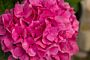 Bauernhortensie-Rosa-ALG INZ