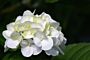 Bauernhortensie-Weiss-ALG INZ