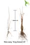 Blut-Johannisbeere-King-Edward-VII-Wurzelware-40-60