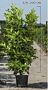 Kirschlorbeer-Rotundifolia-Topf-175-200