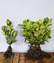 Kirschlorbeer-Rotundifolia-Wurzelware-40-60