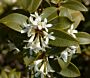 Osmanthus-Burkwoodii-ALG INZ