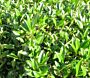 Kirschlorbeer ‘Caucasica’ (Prunus laurocerasus ‘Caucasica’)