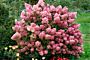 Rispenhortensie-Rosa-ALG HAAG