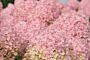 Rispenhortensie-Rosa-ALG INZ