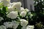 Rispenhortensie-Weiss-ALG HAAG