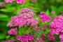 Sommerspiere-Anthony-Waterer-ALG HAAG