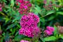 Sommerspiere-Anthony-Waterer-ALG INZ