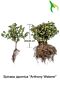 Sommerspiere-Anthony-Waterer-Wurzelware-20-30