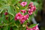 Weigelie-Rosea-ALG HAAG