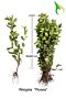 Weigelie-Rosea-Wurzelware-40-60