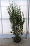 Liguster 'Atrovirens' Wurzelballen 150175 cm HeckenpflanzenTotal