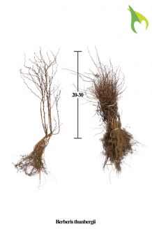 Berberitze Wurzelware 20-30 cm Bare root Berberitze Wurzelware 20-30 cm Bare root