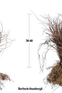 Berberitze Wurzelware 30-40 cm Bare root Berberitze Wurzelware 30-40 cm Bare root