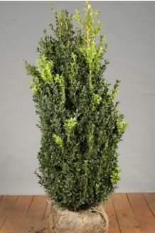 Buchsbaum (80-100 cm) Clod Buchsbaum (80-100 cm) Clod