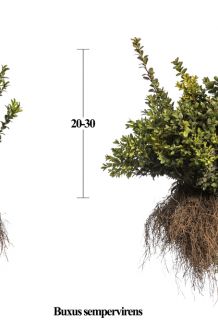 Buchsbaum (20-30 cm) Bare root Buchsbaum (20-30 cm) Bare root