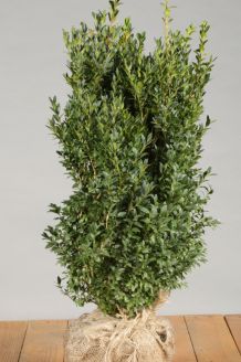 Buchsbaum (50-60 cm) Clod Buchsbaum (50-60 cm) Clod