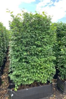 Hainbuche (170+ cm) Ready made Hainbuche (170+ cm) Ready made