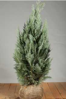 20 Stück Chamaecyparis Columnaris blaue Scheinzypresse winterhart 10-20cm 