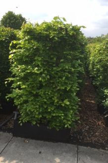 Rotbuche (170+ cm) Ready made Rotbuche (170+ cm) Ready made