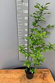 Hainbuche (Carpinus betulus) Weißbuche Hainbuchenhecke kaufen