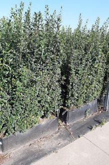 Wintergrüner Liguster Atrovirens (170+ cm) Ready made Wintergrüner Liguster Atrovirens (170+ cm) Ready made