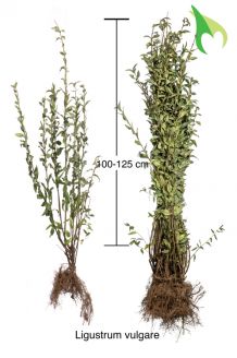Gemeiner Liguster (100-125 cm) Bare root Gemeiner Liguster (100-125 cm) Bare root