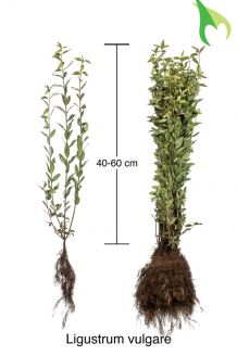 Gemeiner Liguster (40-60 cm) Bare root Gemeiner Liguster (40-60 cm) Bare root