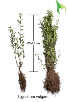 Gemeiner Liguster (60-80 cm) Bare root Gemeiner Liguster (60-80 cm) Bare root