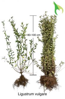Gemeiner Liguster (80-100 cm) Bare root Gemeiner Liguster (80-100 cm) Bare root
